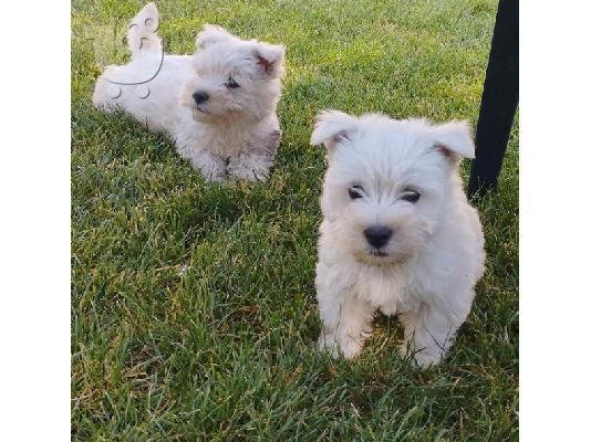 Westie terrier